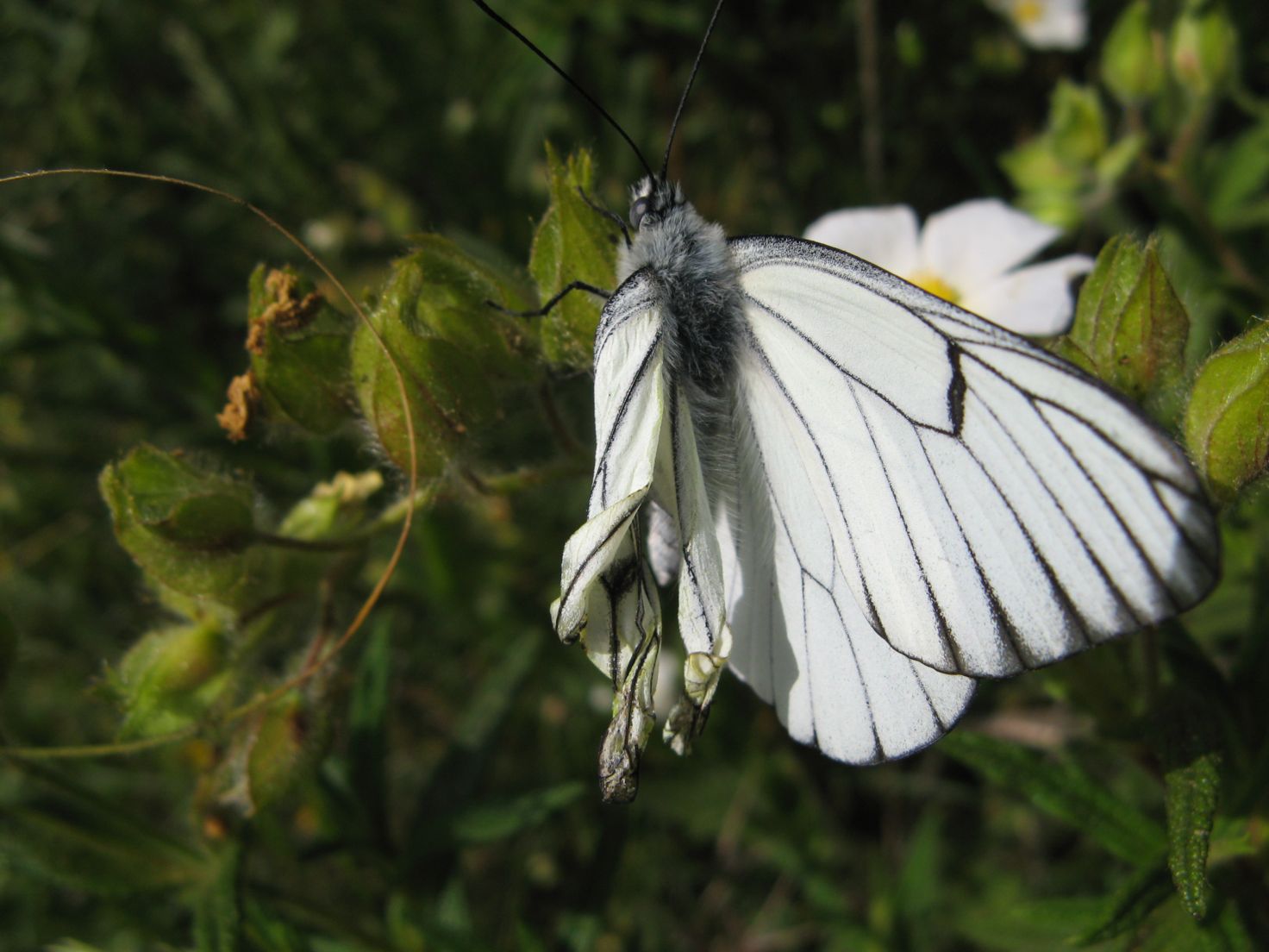 Aporia crataegi